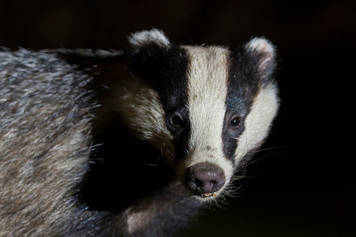 Before the election: 'Labour will end the badger cull' 

After the election: 'We will not scrap existing cull licences' 

Pro badger-culling NFU President Tom Bradshaw met with Defra Secretary Steve Reed the other day. 

RT if you want the badger cull to end!