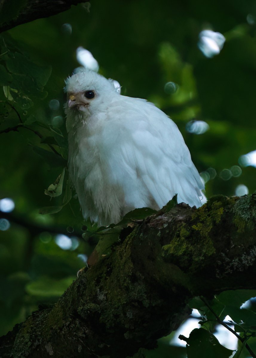 GlosterBirder's tweet photo. Cheltenham yesterday a white Kestrel in a private garden for a short while. #GlosBirds https://t.co/QpUondSHkc