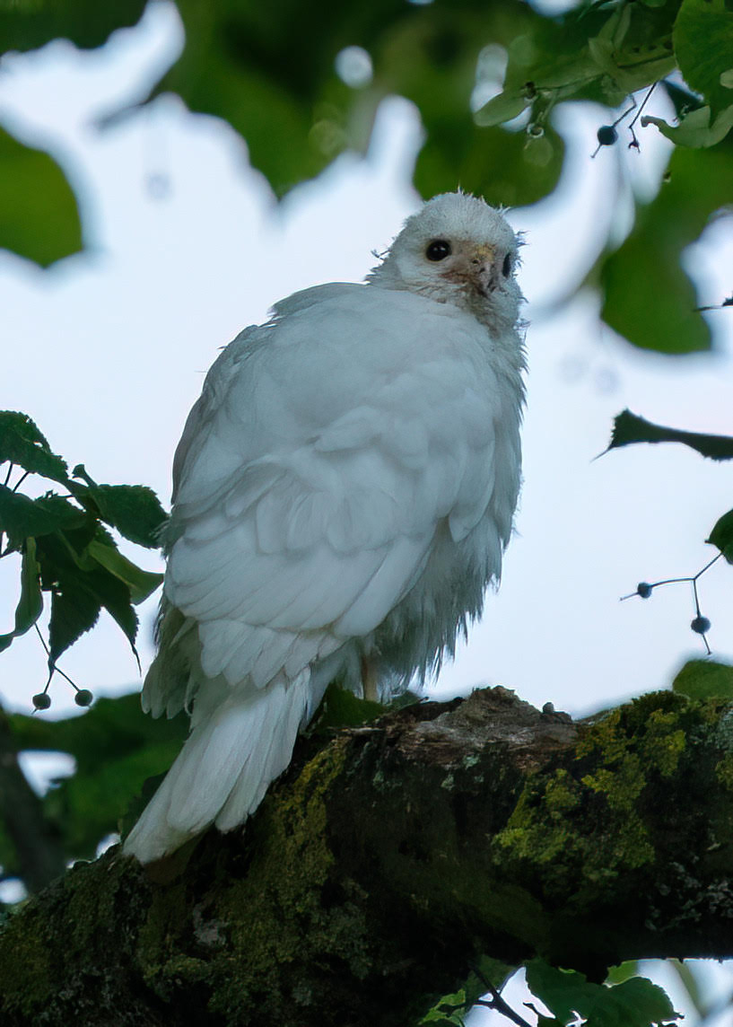 GlosterBirder's tweet photo. Cheltenham yesterday a white Kestrel in a private garden for a short while. #GlosBirds https://t.co/QpUondSHkc