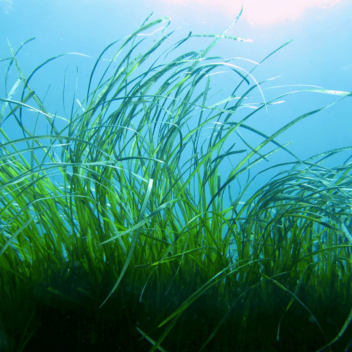 La Posidonia oceanica è una pianta marina fondamentale dell’Area Marina Protetta "Tavolara - Punta Coda Cavallo” e di tutti gli ecosistemi costieri del Mar Mediterraneo.

Info: +39 0789 203013 comunicazione@amptavolara.it
