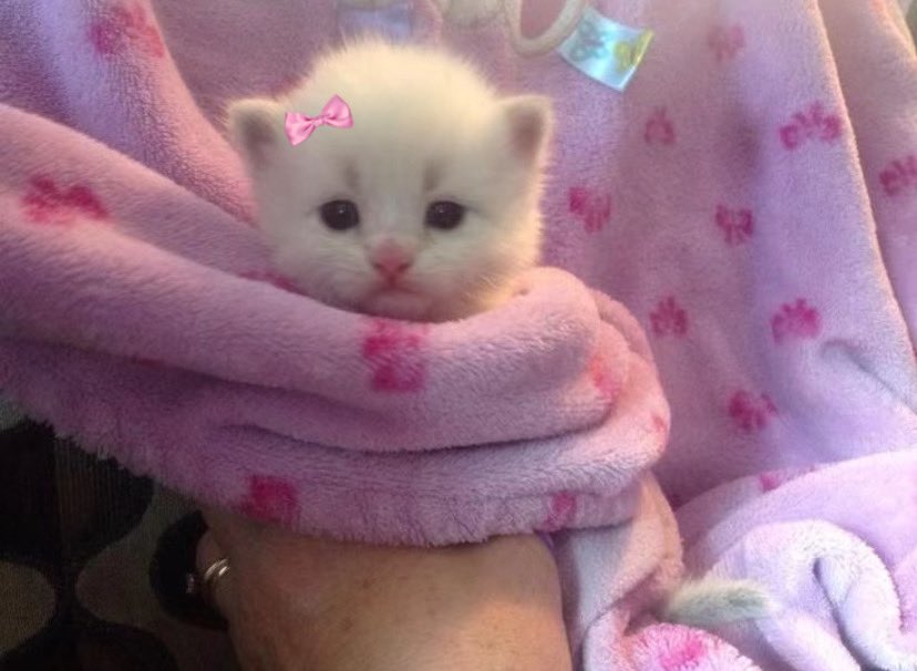 animals wearing bows (@animalswithbows) on Twitter photo 