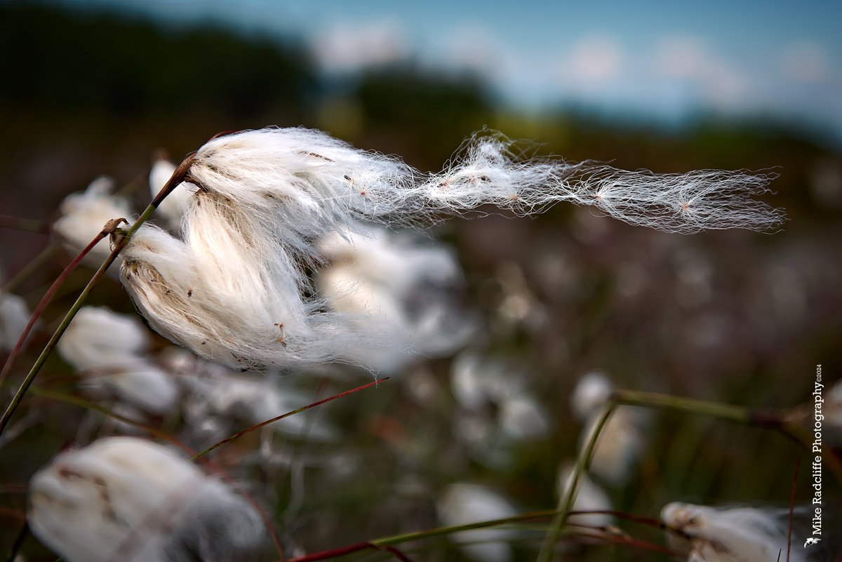 Mike Radcliffe Photography tweet media