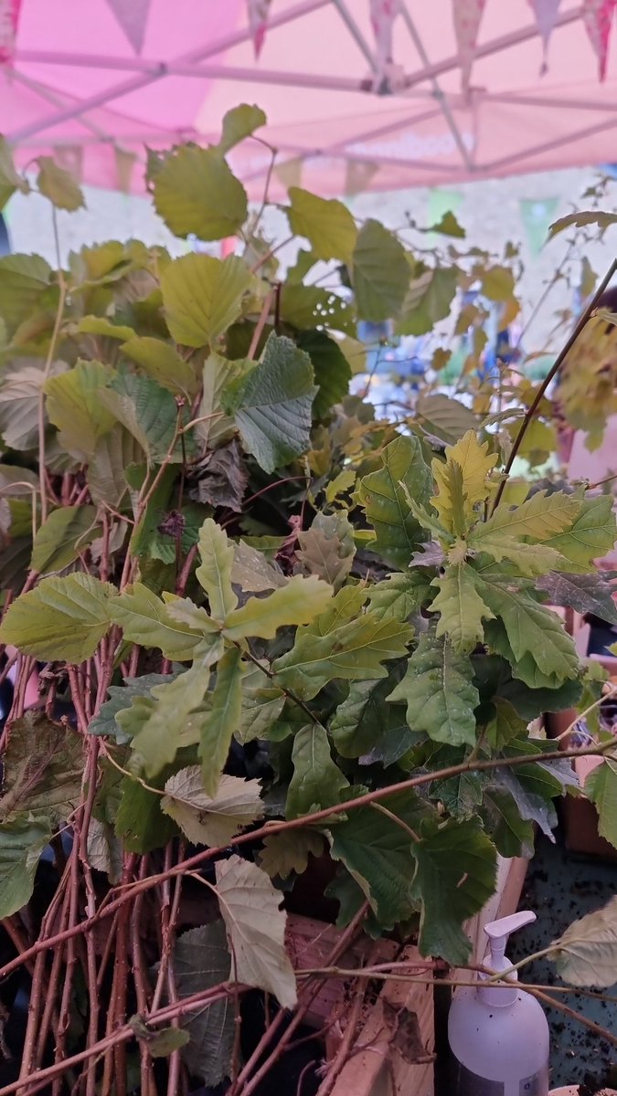 WT_PaulMos's tweet image. Treemendous to see so many native tree saplings heading out from the @WoodlandTrust stand at the @greatyorkshow  Pick up a Free Tree from stand 406  next to the Forestry Arena / Climbing Poles. Woodland Advice stand next door  #PlantMoreTrees  #NorthernForest  @whiteroseforest