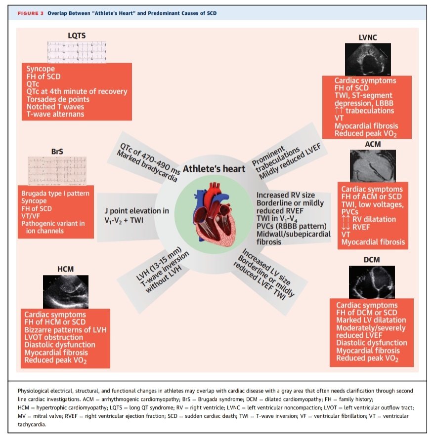 The Heart tweet media
