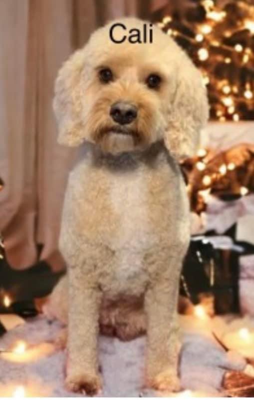 rosiedoc666's tweet photo. #SpanielHour
PLS BIG SHARE TY
CALI missing #EpsomDowns / #Tadworth #KT20 24/5/24
Female/adult #Cockapoo light golden / white chest
Tagged/chipped/spayed
https://t.co/iexMHtIY59
@EpsomDownsFC @tadworthcricket @TadworthWalton @tadworth_ac
PLS LOCALS RT - family are worried https://t.co/krxuU7TRHB