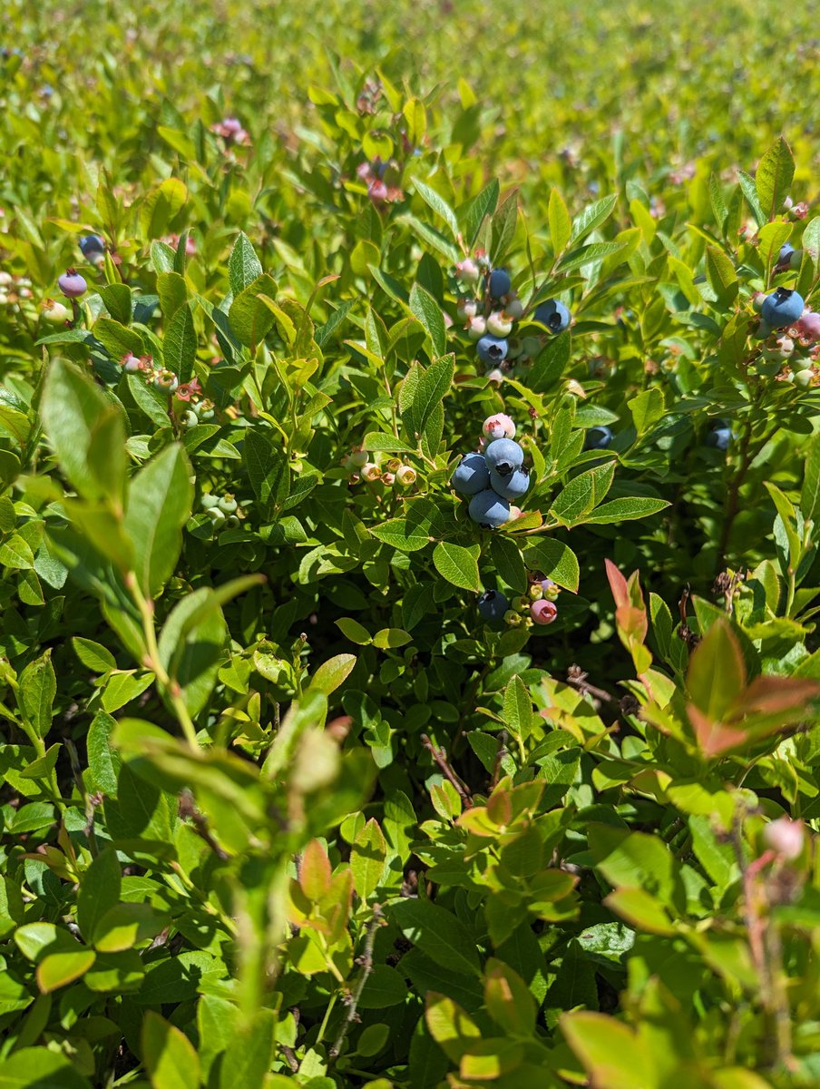 Beautiful day for an NB wild blueberry field day in Kent County