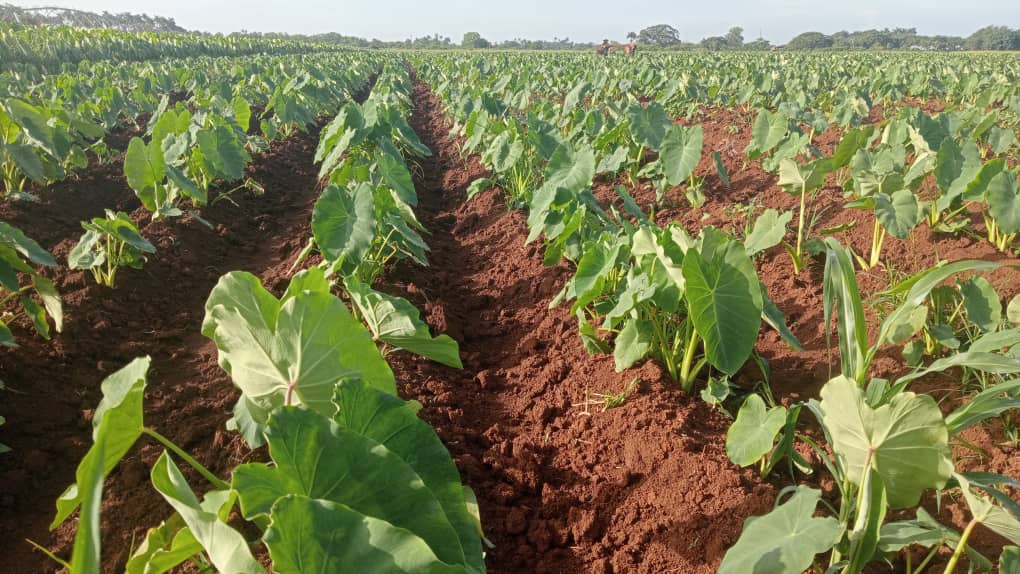 DrRobertoMOjeda's tweet photo. Visitamos el Polo Productivo Sierra Maestra, un lugar donde gracias al empeño de sus trabajadores y a la agroecología han logrado obtener excelentes resultados en las plantaciones de cultivos varios, lo que permite su comercialización a precios asequibles. #GenteQueSuma https://t.co/g5oSOGd1gF