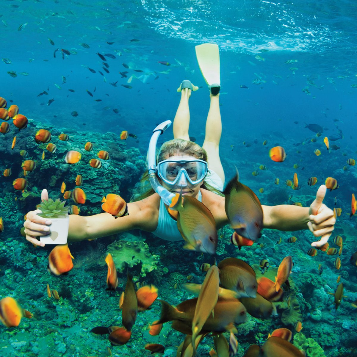 ZendoZones's tweet image. She may be Tranquil, but Tabitha is a fruit fly's worst nightmare.
#FruitFlyControl #FruitFlySolution #PestControl