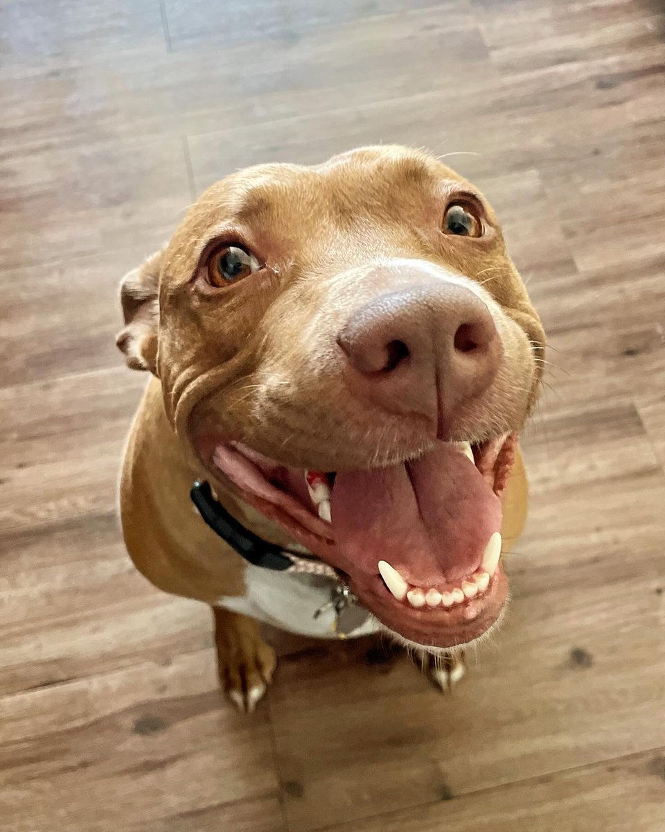 WeRateDogs tweet media