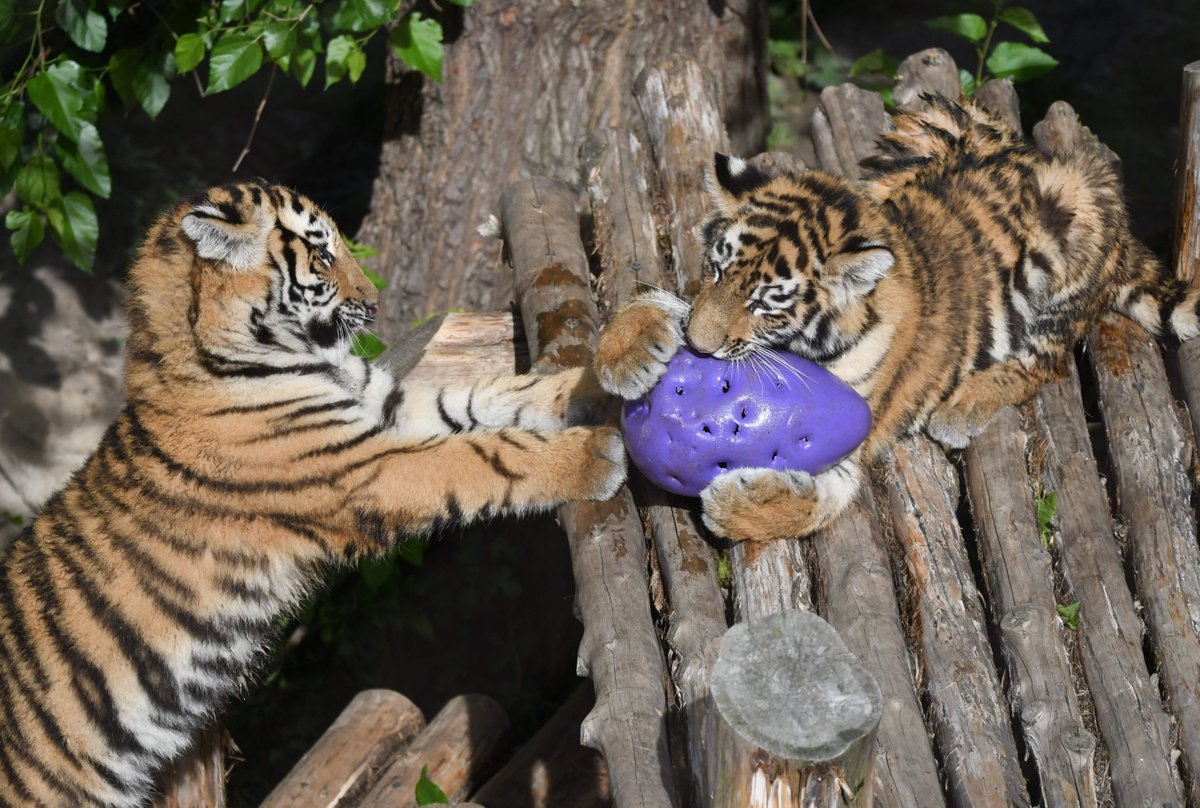 Saint Louis Zoo tweet media
