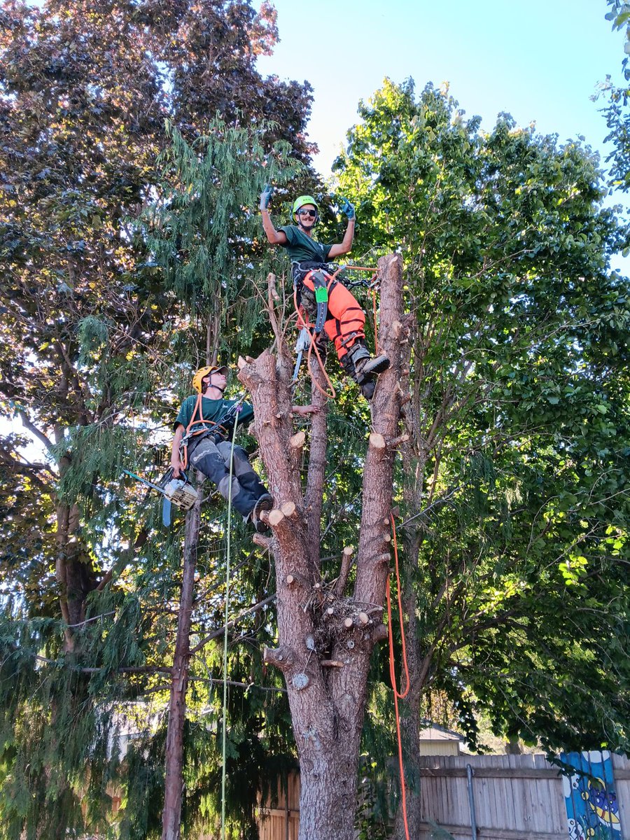 Artistic Treeworks (@ATreeworks) / Posts / X