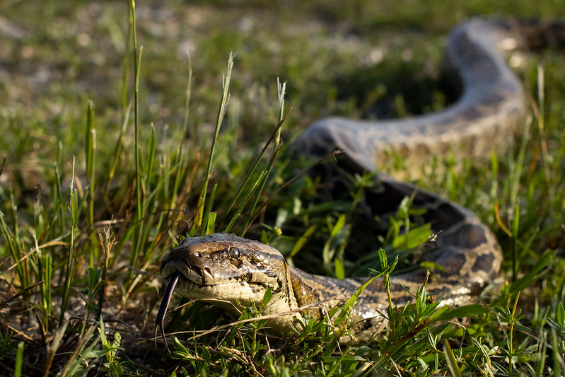 MyFWC's tweet image. Remove #invasive #pythons? Help with #Everglades conservation? Have a shot at winning prizes? Get a chance to do all this and more by registering for the 2024 Florida Python Challenge™! Runs Aug. 9-18: flpythonchallenge.org