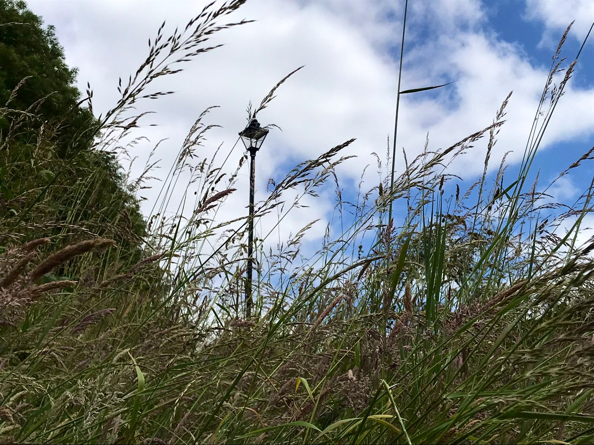 The witch is a creature of thresholds. They are engines of her magic. She finds them everywhere. Shore. Hedge. The last spill of light that marks the limits of the village before the feral power of the land reasserts itself. - #EmilyBanting, 1982 #WitchWednesday