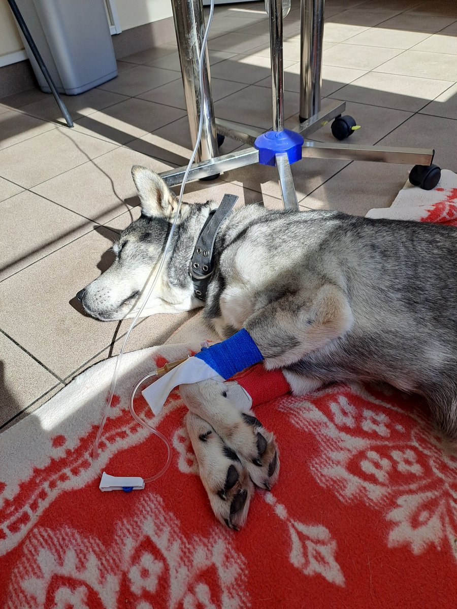 Otrā diena ar potēm un pilināšanos. Rīt sonogrāfija - uzzināšu, kas tas ir.