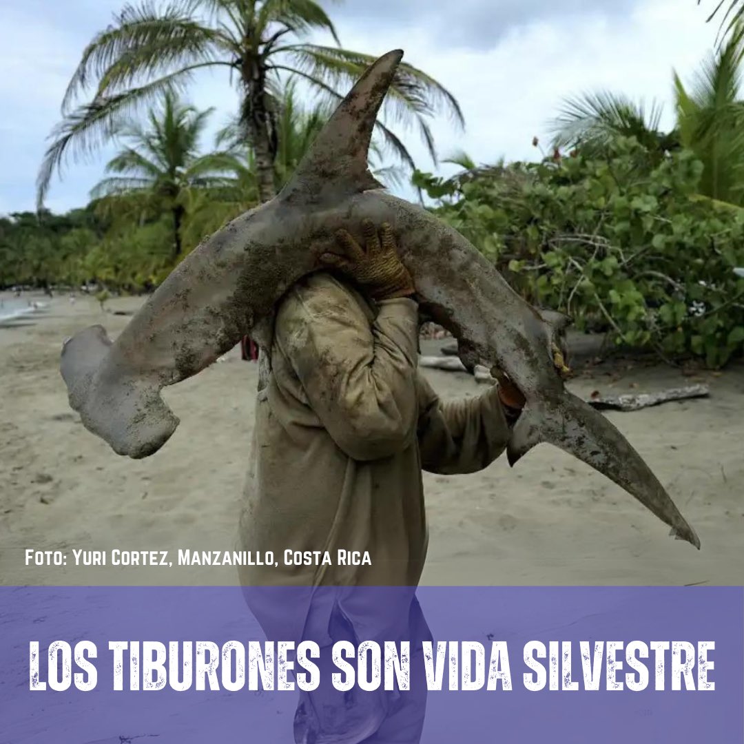 CRxoceano's tweet photo. ¡ESTÁ SEMANA DEL TIBURÓN, ES HORA DE ACTUAR! El MINAE debe cumplir la Ley de Conservación de Vida Silvestre y el INCOPESCA debe erradicar toda captura de tiburón martillo y de otros tiburones en peligro de extinción!

#SharkWeek #tiburones #costarica https://t.co/yG12l0InIt