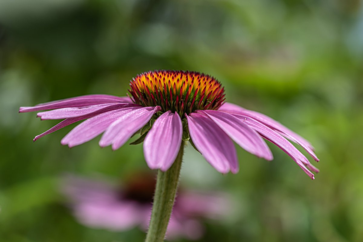 68Zini's tweet image. #macros
#NaturePhotography