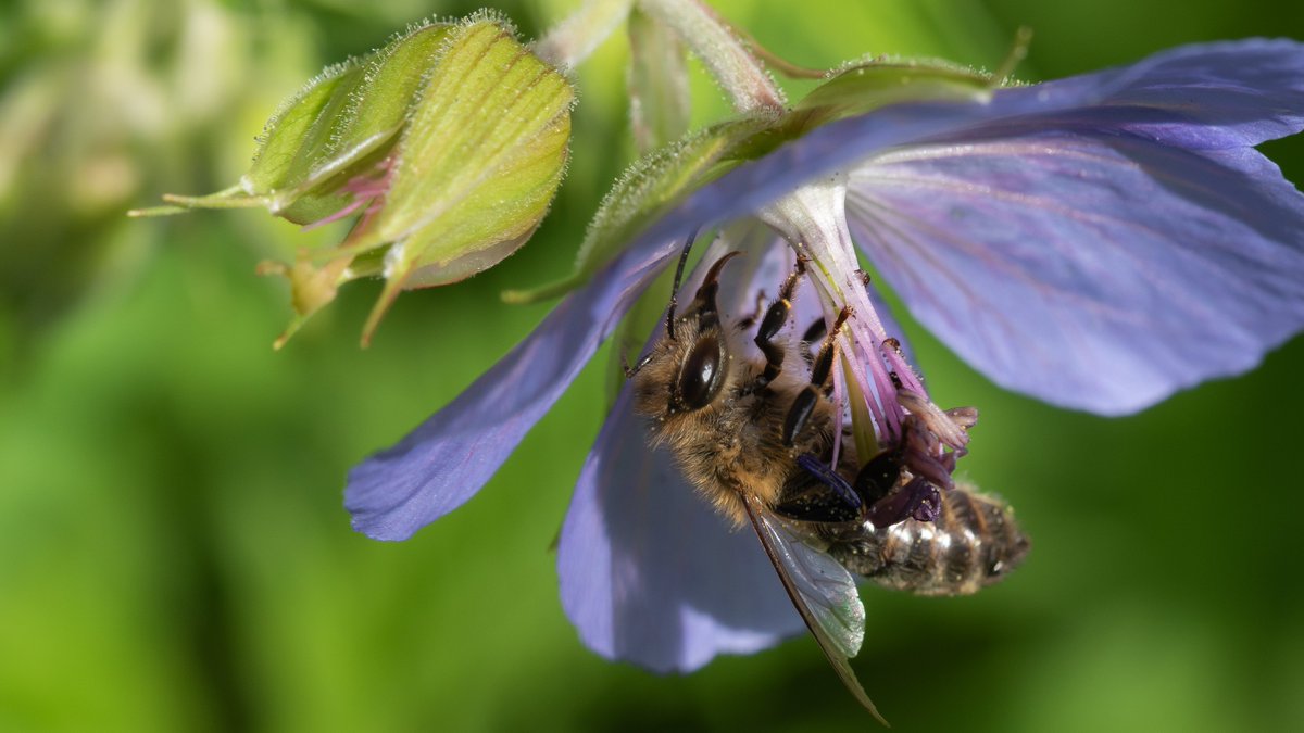 68Zini's tweet image. #macros
#NaturePhotography