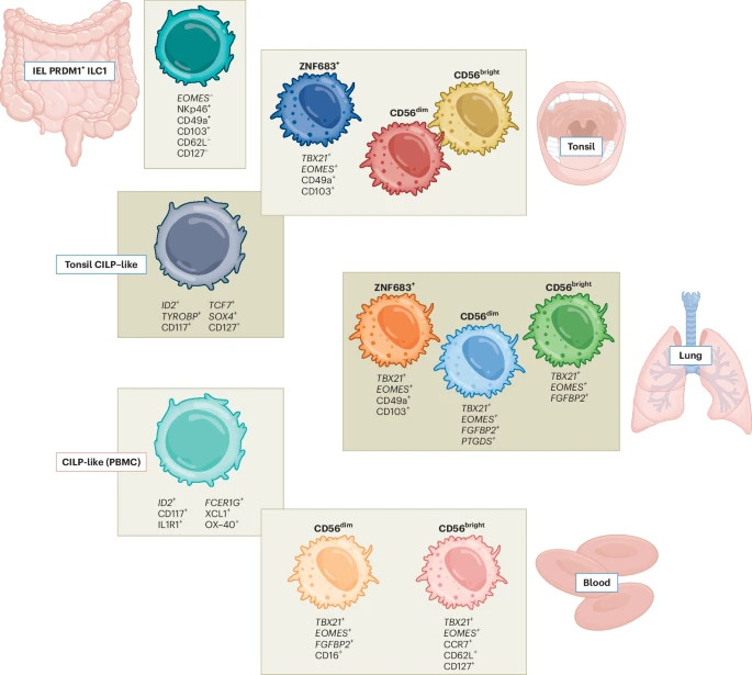 Waggoner Lab (@labwaggoner) on Twitter photo Chameleon impersonation of NK cells and ILC1s: comment on <a href="/NatImmunol/">Nature Immunology</a> papers showing how tissue microenvironments imprint diverse phenotypes that result in ILC1s and NK cells imitating each other
@ProfGabBelz
nature.com/articles/s4159⦠Chameleon impersonation of NK cells and ILC1s: comment on <a href="/NatImmunol/">Nature Immunology</a> papers showing how tissue microenvironments imprint diverse phenotypes that result in ILC1s and NK cells imitating each other
@ProfGabBelz
nature.com/articles/s4159ā¦