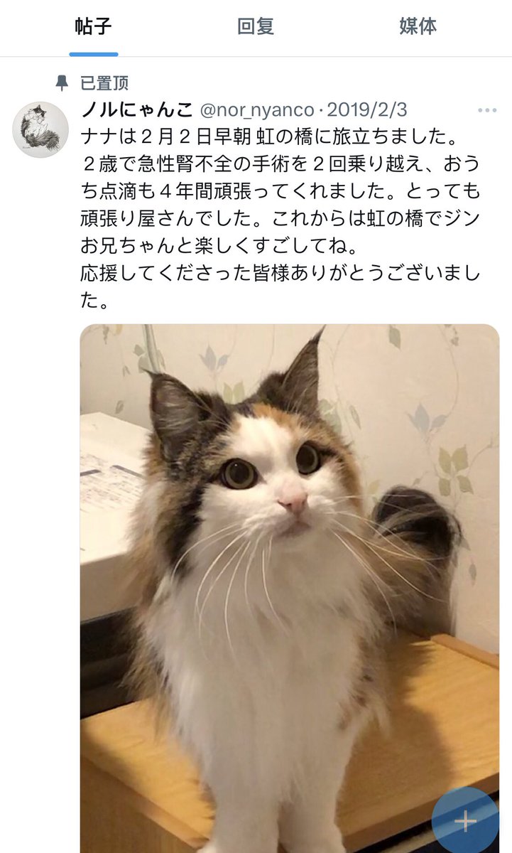 SDBind's tweet image. 我刚开始以为这只是一个普通猫猫的照片，但看了简介和置顶，才发现没那么简单……