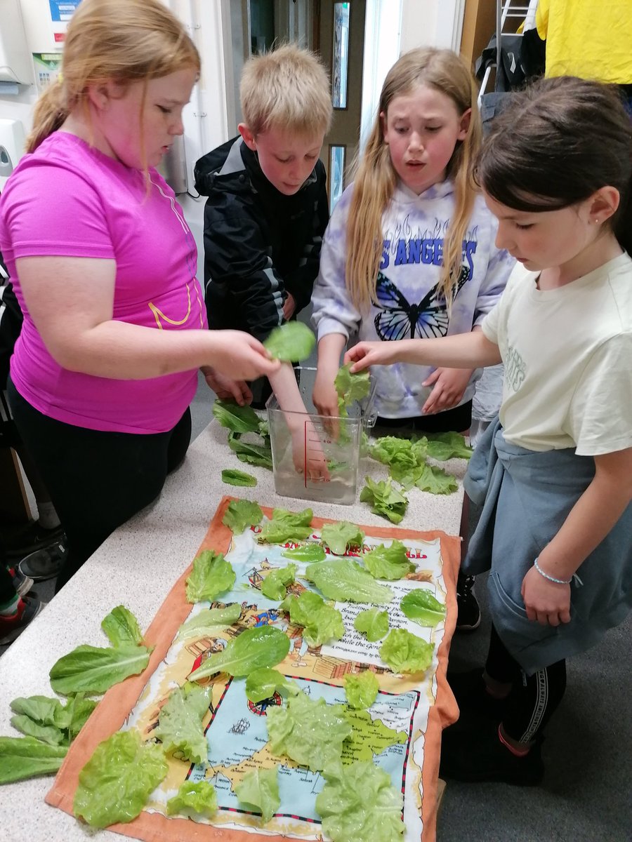 Llanishen Fach tweet media