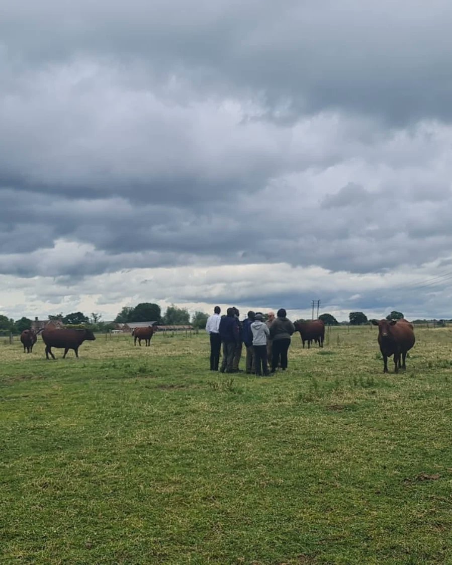 MarshalPapworth's tweet photo. Fantastic to see our sustainable agriculture #agriculturaldevelopment scholars getting out in the field with Red Poll cattle #sustainablefarming #redpollcattle https://t.co/f6z1LFzgVM