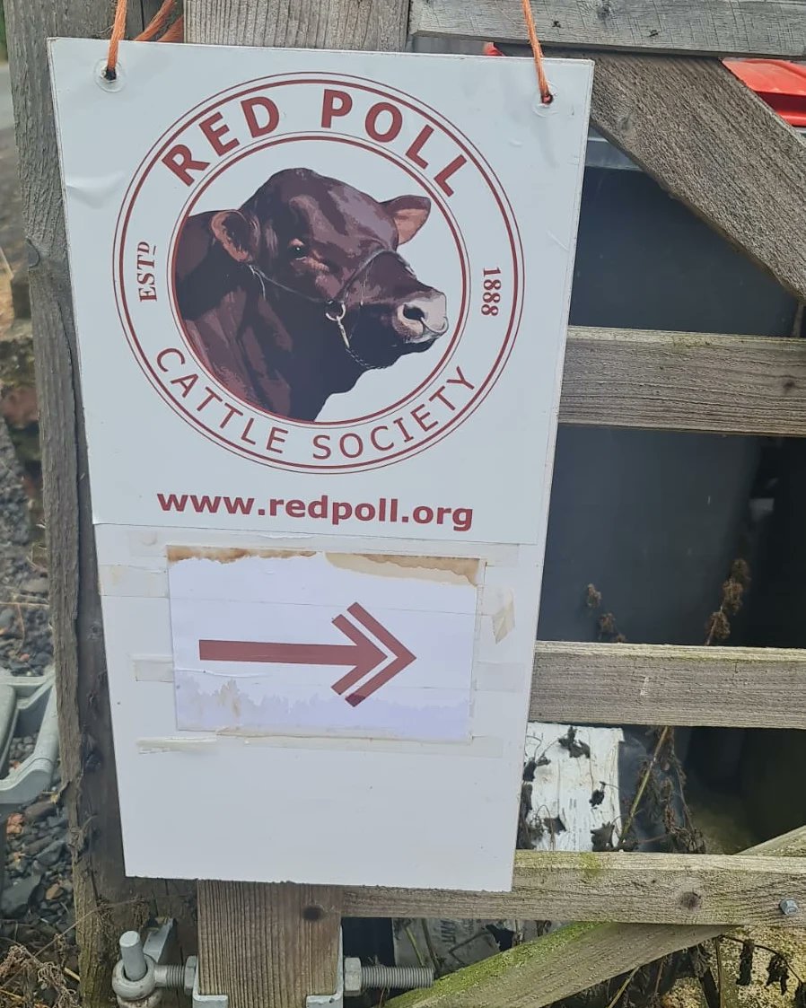 Fantastic to see our sustainable agriculture #agriculturaldevelopment scholars getting out in the field with Red Poll cattle #sustainablefarming #redpollcattle
