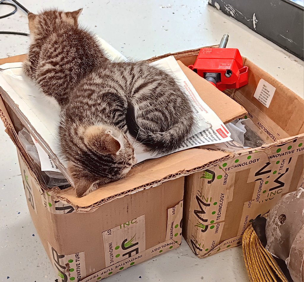 HectorsShop's tweet photo. Even the kittens like @JRMTurfProducts #meow https://t.co/NlBKJn4hVc