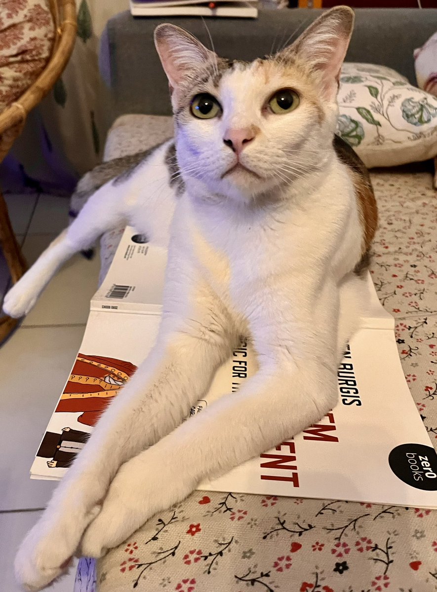 Hey <a href="/BenBurgis/">Ben Burgis</a> hope you are ready for some Feline reasoning! #gtaa #caat