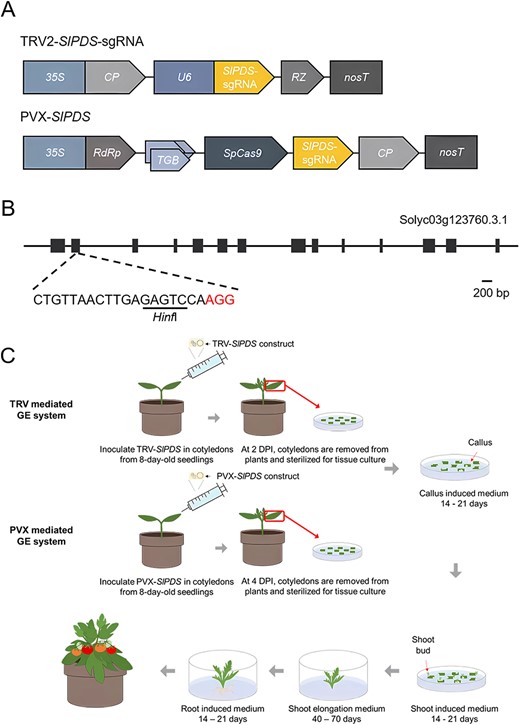 Hortres's tweet photo. Efficient virus-induced genome editing in Solanaceous plants using TRV and PVX vectors. #GenomeEditing #VIGE #SolanaceousCrops @OxfordJournals
Details:https://t.co/oWENbyBitT https://t.co/wVJJeXeO1U