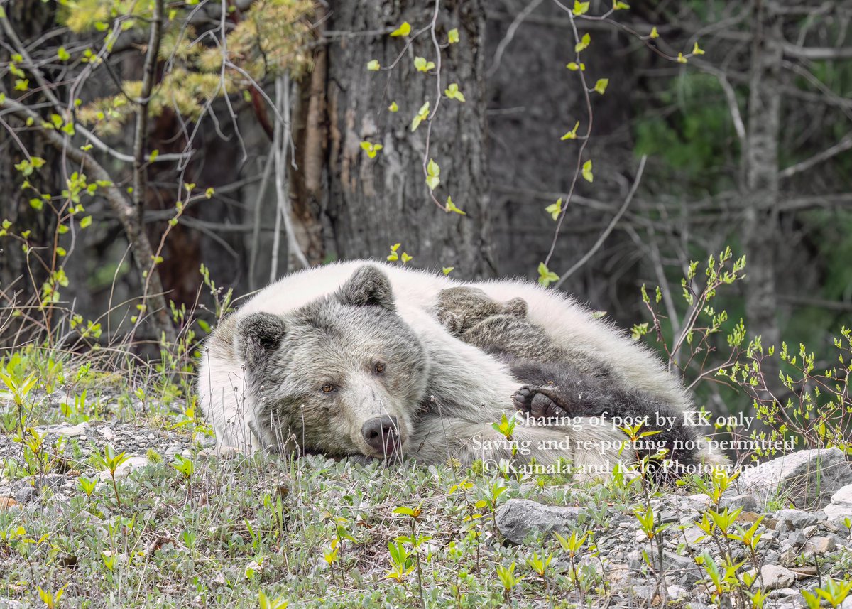 KamalaKyle's tweet photo. Following the death of Nakoda and her cubs, we launched a petition asking the Government of Canada to take reasonable steps to protect bears, and other wildlife in National Parks.
https://t.co/op3hC4zcYd

#Nakoda #ParksCanada #CanadaParks #GovernmentofCanada 

TY @robmorrisonmp https://t.co/GHdMh8Vn8f