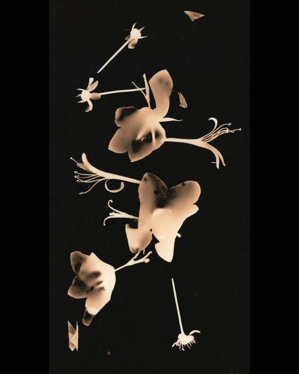 more from this recent series of Lith print photograms of weeds and wildflowers - interested in exploring the status of unwanted weed v celebrated wildflower. #cameralessphotography #photograms #lofiexperimentation #commonground