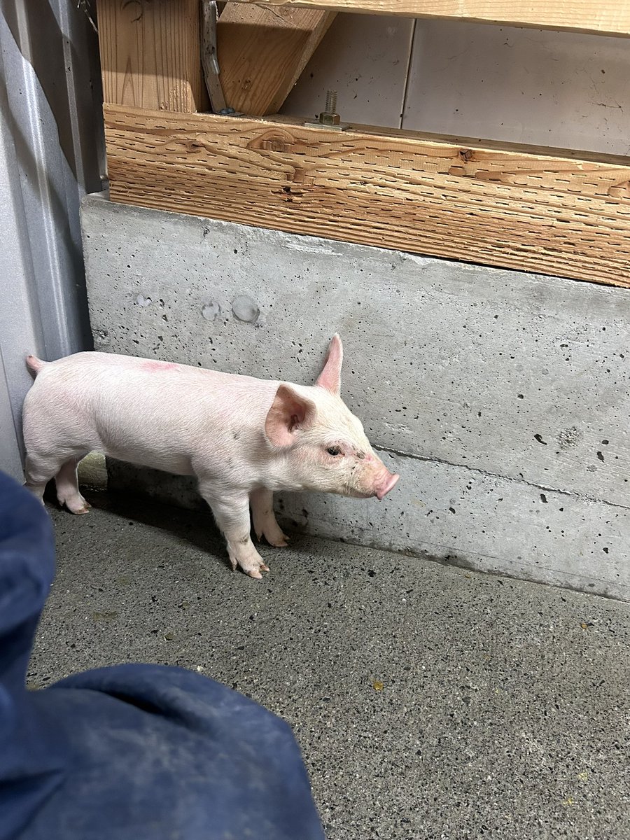 SchweinLiebe's tweet image. 子豚移動中。

私の横で、動かなければバレないと思ってる子豚。