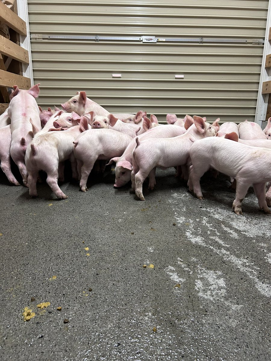 SchweinLiebe's tweet image. 子豚移動中。

私の横で、動かなければバレないと思ってる子豚。