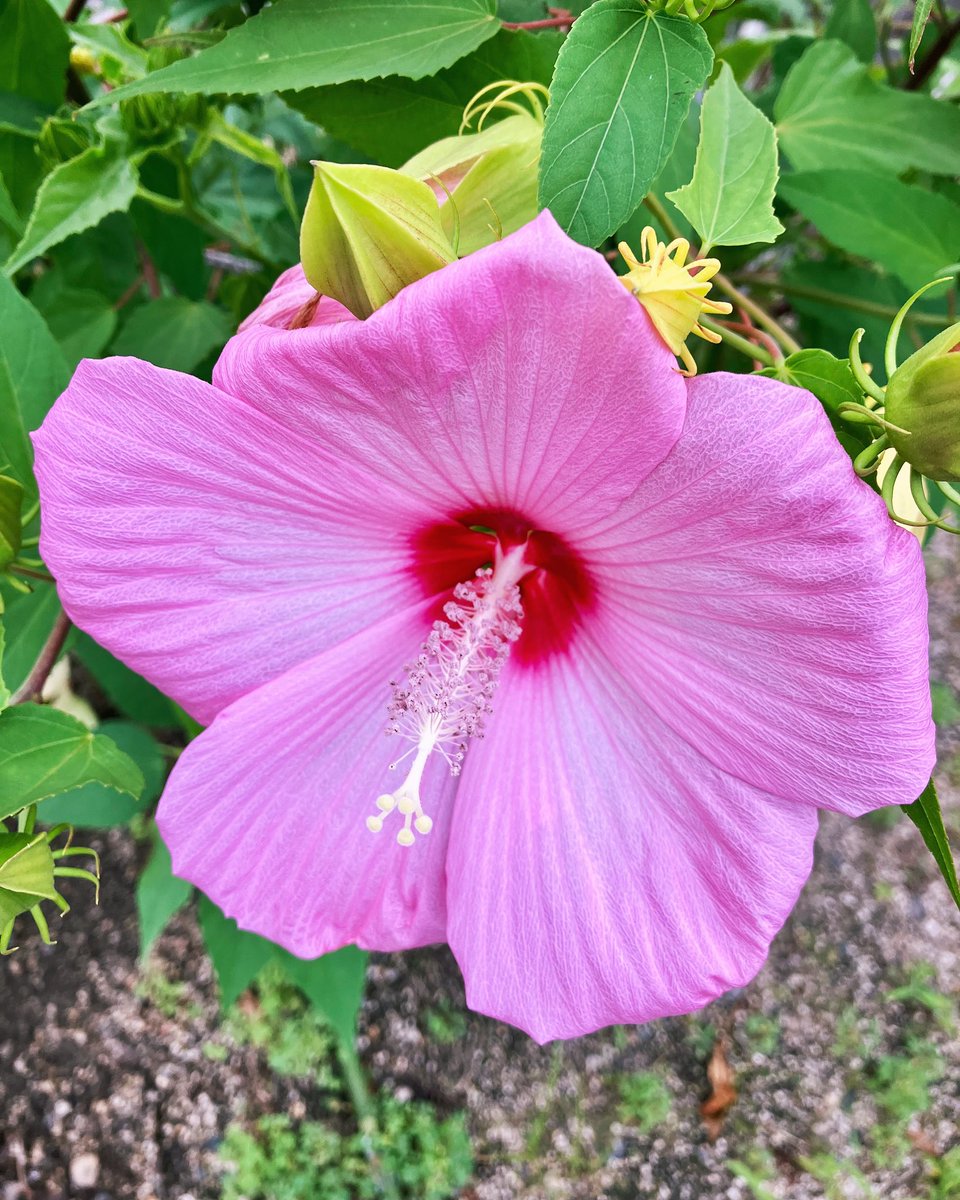 ataiga_0908's tweet photo. 🌺 My hibiscus coccineus is blooming! 

Living with panic disorder, this beautiful flower brings me peace. 

Let nature help heal your heart. 🌿

#hibiscuscoccineus #flowerhealing #panicdisorder #mentalhealth #naturepower #relaxation #healingtime #gardening #mentalwellness https://t.co/ykXZwGKONB