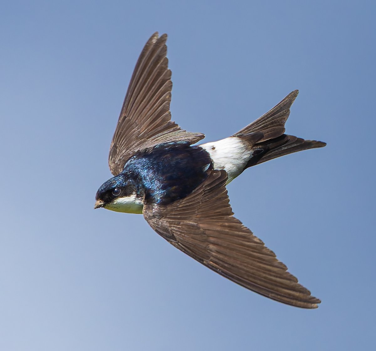 House Martin collecting mud after the rain , Whiteley