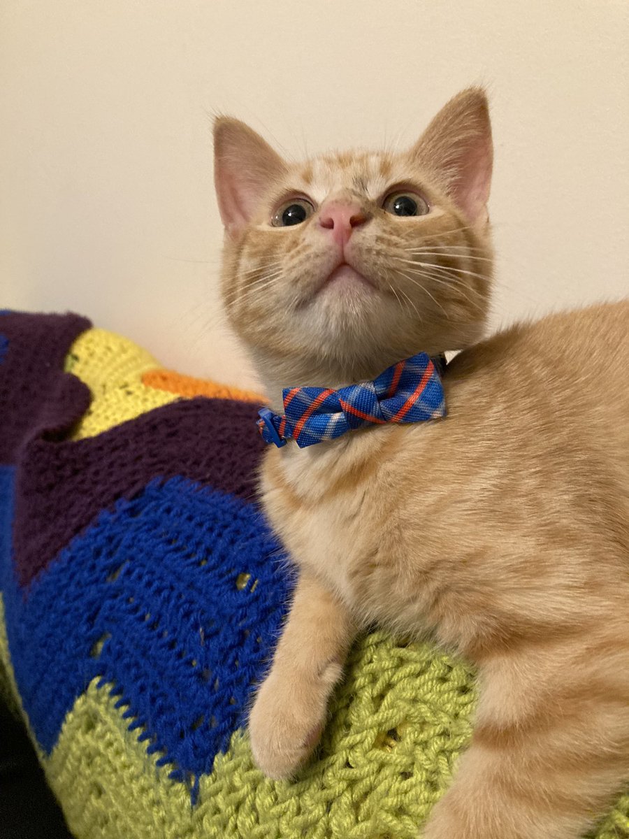 It’s National Kitten Day!!!!