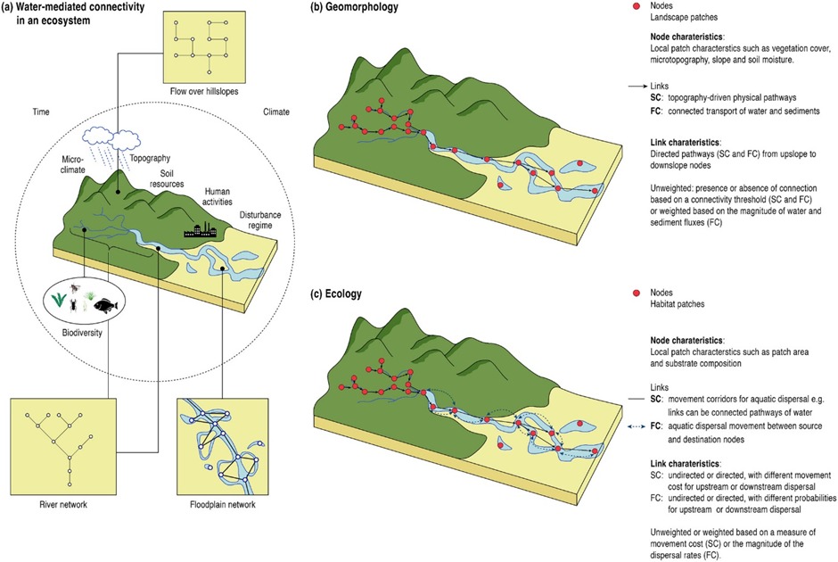 BIGERScience (@bigerscience) on Twitter photo Our latest scientific article from the <a href="/network_iConn/">i-CONN Network</a> project in collaboration with Durham University is out! Sonia Recinos & Shubham Tiwari explore network-based approaches for understanding water connectivity in drylands and floodplains onlinelibrary.wiley.com/doi/10.1002/ec… Our latest scientific article from the <a href="/network_iConn/">i-CONN Network</a> project in collaboration with Durham University is out! Sonia Recinos & Shubham Tiwari explore network-based approaches for understanding water connectivity in drylands and floodplains onlinelibrary.wiley.com/doi/10.1002/ec…