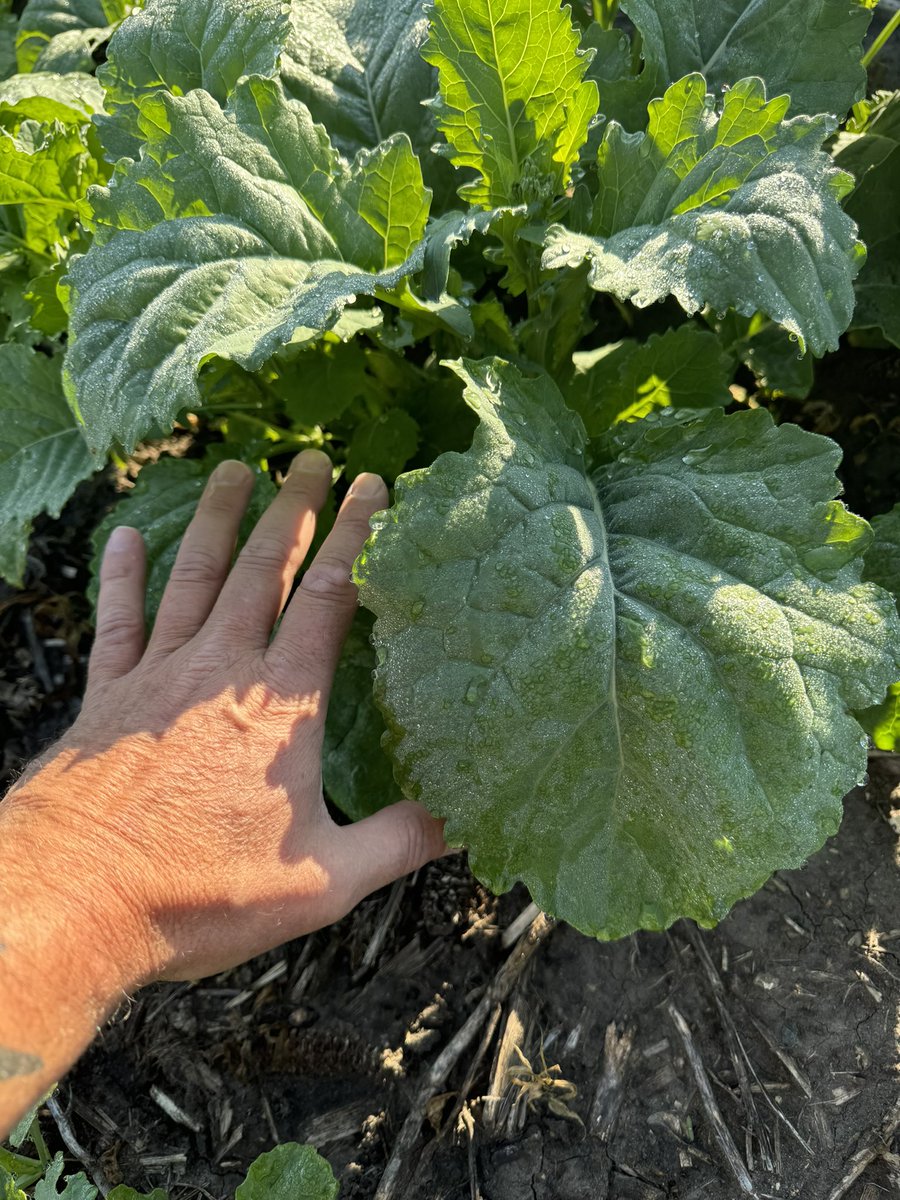 SampleAgri's tweet image. Pioneer P520L is looking very good out of the gate. Covers the ground quickly. Watching this side by side comparison with a strong competitor very closely this summer!