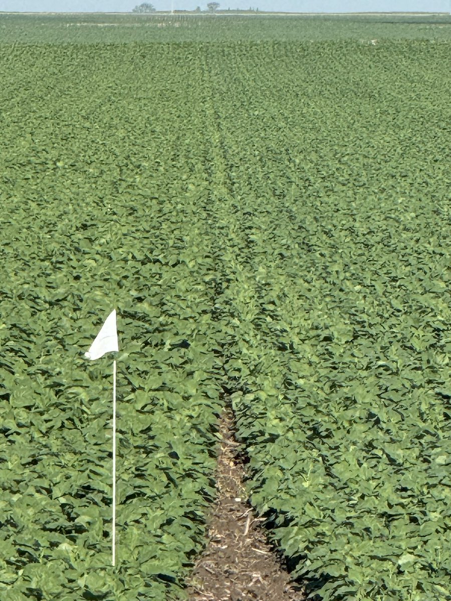 Pioneer P520L is looking very good out of the gate. Covers the ground quickly. Watching this side by side comparison with a strong competitor very closely this summer!