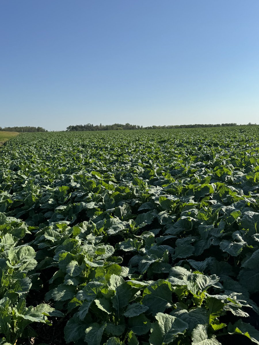 SampleAgri's tweet image. Pioneer P520L is looking very good out of the gate. Covers the ground quickly. Watching this side by side comparison with a strong competitor very closely this summer!