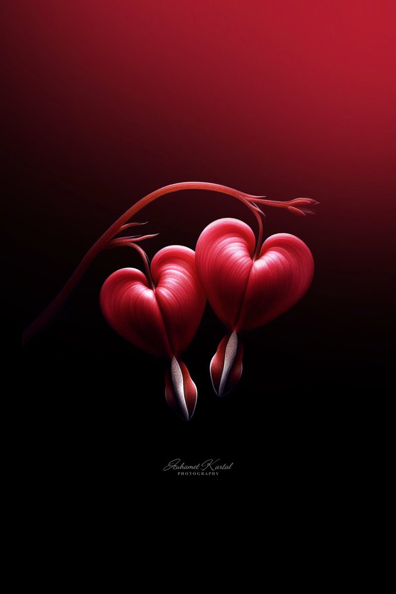 ArtisticjoyK's tweet photo. Choose what makes your hear bloom. ❤️❤️

#bleedinghearts #red #flower #art #naturephotography
#love #passion  #minimalism

https://t.co/JZNeReRik8 https://t.co/ZcAzVKBYef