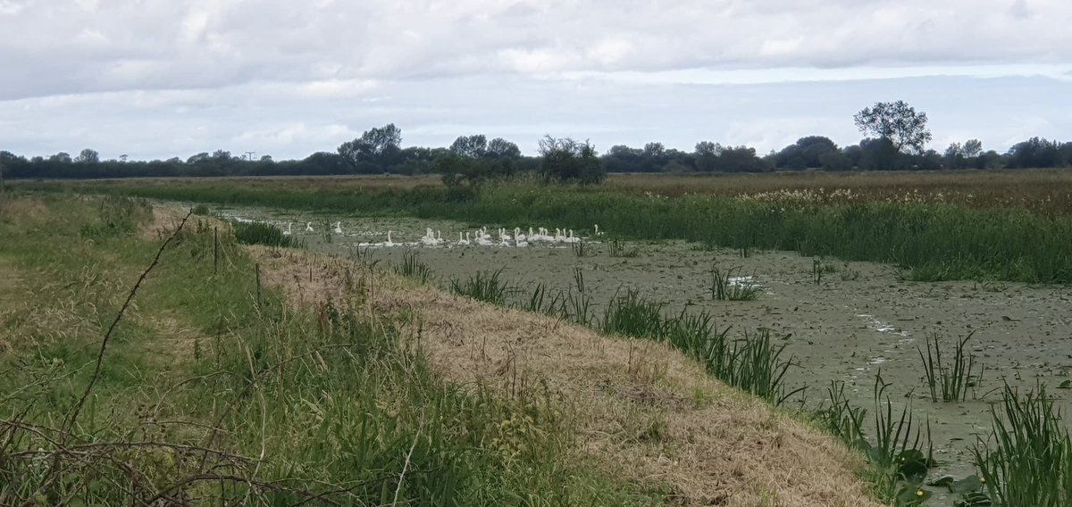 SWTConsultancy's tweet image. One of our ecologists and land management lead, Alex, happened upon a bevy of swans this morning, estimating around 30 individuals. I wonder what they were discussing … 🦢
