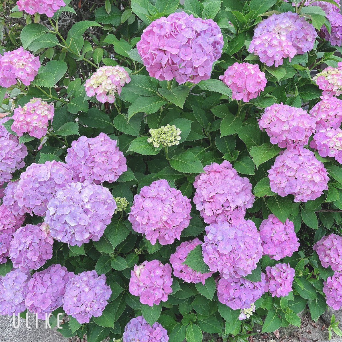 A____318318____'s tweet photo. 緑の紫陽花か〜！！

実家は毎年
薄紫、濃い紫咲くよ〜！！🥰💜 https://t.co/aQVtNEyC3Q