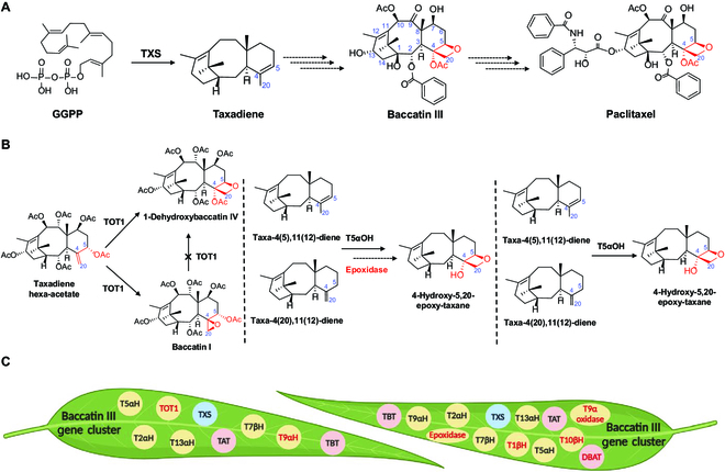 BioDesignR's tweet photo. Paclitaxel biosynthesis studies reveal gene clusters and pathways for baccatin III production in Taxus. #Paclitaxel #Biosynthesis #Taxus
Details:https://t.co/jz4eNYM6El https://t.co/1CJUDZ4ReL