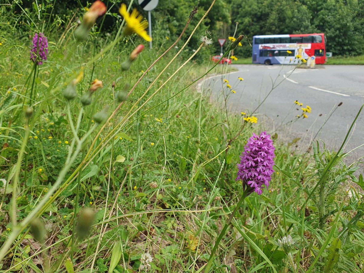 Alison Allen tweet media