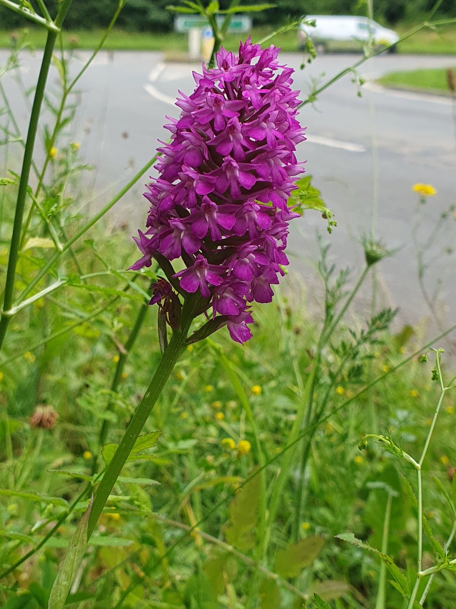 Alison Allen tweet media