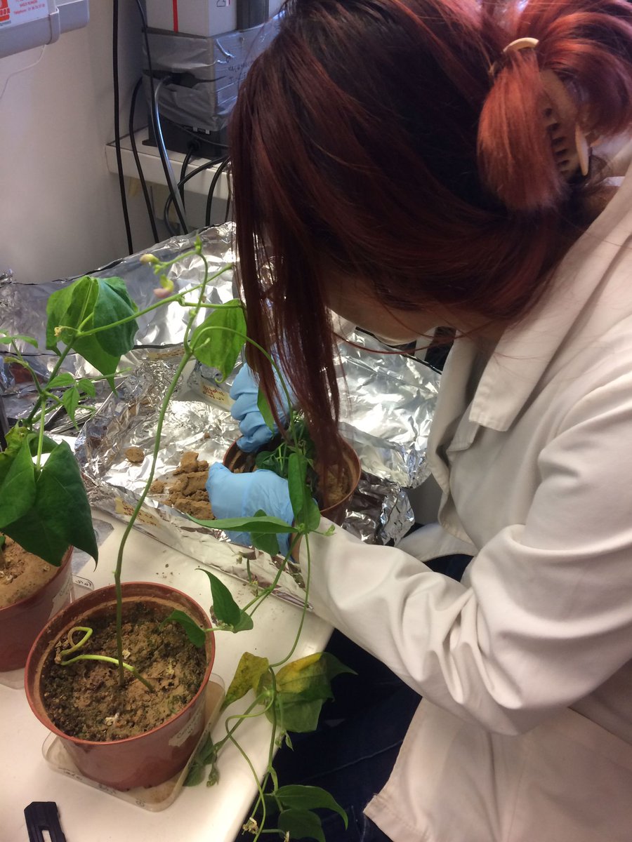 Paris Soil organic matter research Group (@parissoil) on Twitter photo PhD student Maria Javiera Guarda Reyes from <a href="/bioren_ufro/">BIOREN (Ufro)</a> developped innovative environmentally friendly hydrogels and is investigating their effect on carbon transfer from plant to #soil under #drought conditions at <a href="/iEESParis/">iEES Paris</a>, @MarcelaCalabi,<a href="/mamariluz/">Maria Luz Mora</a>, <a href="/CorneliaRumpel/">Cornelia Rumpel</a>, @PBiron PhD student Maria Javiera Guarda Reyes from <a href="/bioren_ufro/">BIOREN (Ufro)</a> developped innovative environmentally friendly hydrogels and is investigating their effect on carbon transfer from plant to #soil under #drought conditions at <a href="/iEESParis/">iEES Paris</a>, @MarcelaCalabi,<a href="/mamariluz/">Maria Luz Mora</a>, <a href="/CorneliaRumpel/">Cornelia Rumpel</a>, @PBiron