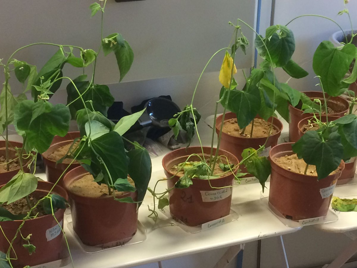 Paris Soil organic matter research Group tweet media