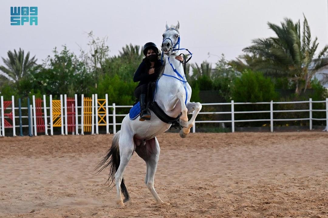 Muhammad_alfei's tweet photo. بعد  أن كانت أحلام الطفولة بسبب عدم وجود الأندية الخاصة بهن إلى وقت قريب مجرد آمال....فارسات #تبوك: الشغف قادنا من هواية ركوب الخيل إلى احتراف الفروسية، بعد أن أتت رؤية  المملكة 2030، التي كتبت للرياضة النسائية عهد جديد، فمكنت المرأة من ممارسة مختلف الرياضات ومنها وأهمها " الفروسية".
لقراءة المزيد ⬇️
https://t.co/fMYsAMofhu