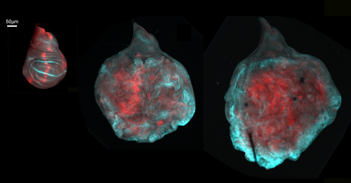 Si te han concedido una #JAEintro y te interesa los mecanismos celulares y moleculares que coordinan la proliferación y la muerte celular no dudes en contactar con nosotros: JAEINT24_EX_0241 @JAEIntro_CSIC